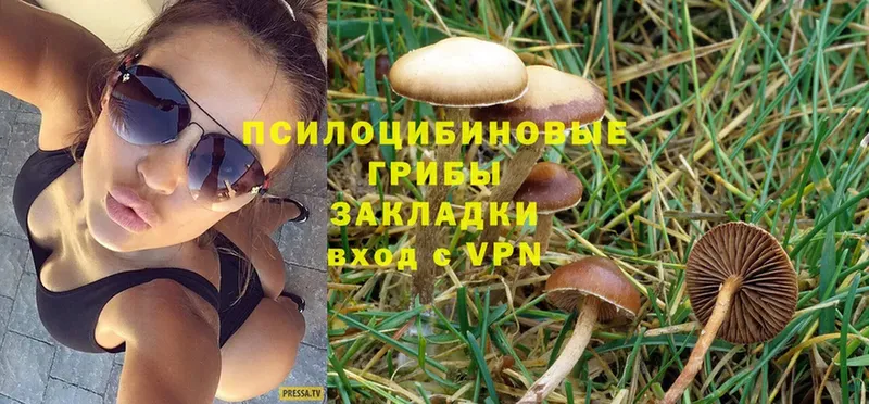 Псилоцибиновые грибы Psilocybe  Старая Русса 